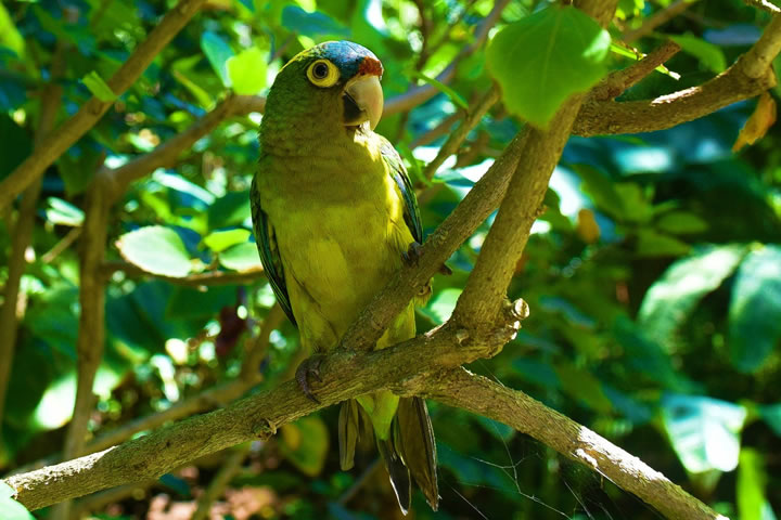 haramara-parakeet